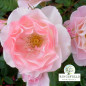 Rose 'English Miss'