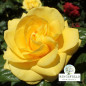 Rose 'Golden Wedding'