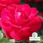 Rose 'Invincible Rose'