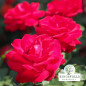 Rose 'Invincible Rose'