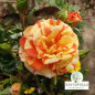 Rose 'Oranges & Lemons'