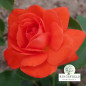 Rose 'Orange Sensation'