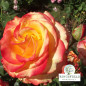 Rose 'Tequila Sunrise'