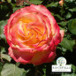 Rose 'Tequila Sunrise'
