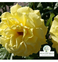 Rose 'Korresia'