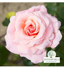 Rose 'Tickled Pink'