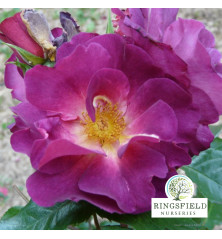 Rose 'Wild Rover'