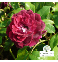 Rose 'Burgundy Ice'