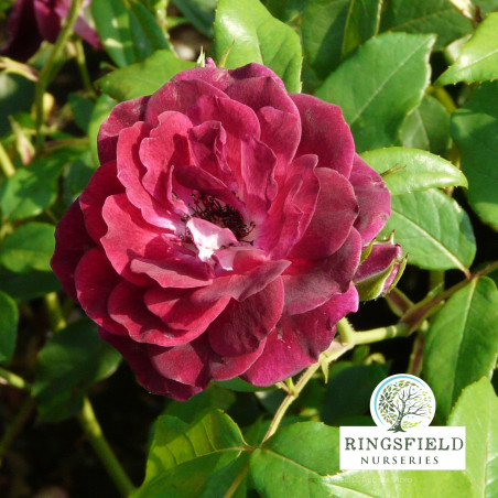 Rose 'Burgundy Ice'