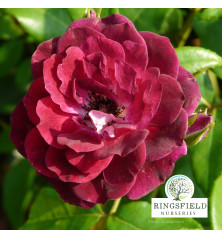 Rose 'Burgundy Ice'