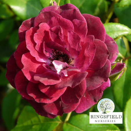 Rose 'Burgundy Ice'