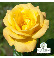 Rose 'Arthur Bell'