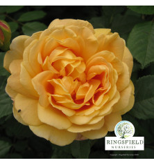 Rose 'Golden Beauty'