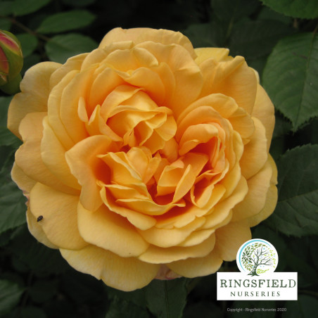 Rose 'Golden Beauty'