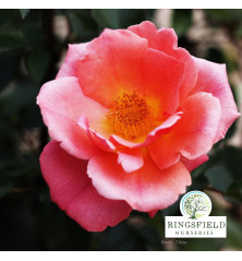 Rose 'Fragrant Delight'