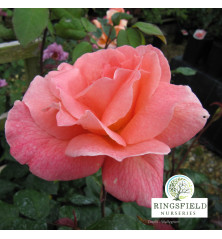 Rose 'Fragrant Delight'