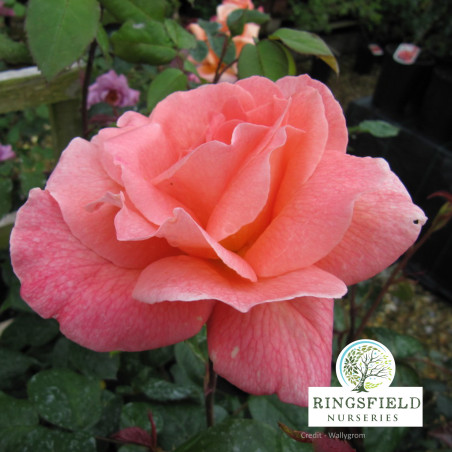 Rose 'Fragrant Delight'