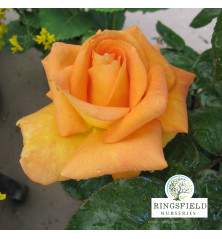 Rose 'Glenfiddich'