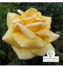 Rose 'Glenfiddich'