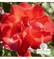 Rose 'Evelyn Fison'